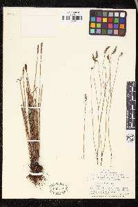 Actinostachys pennula image