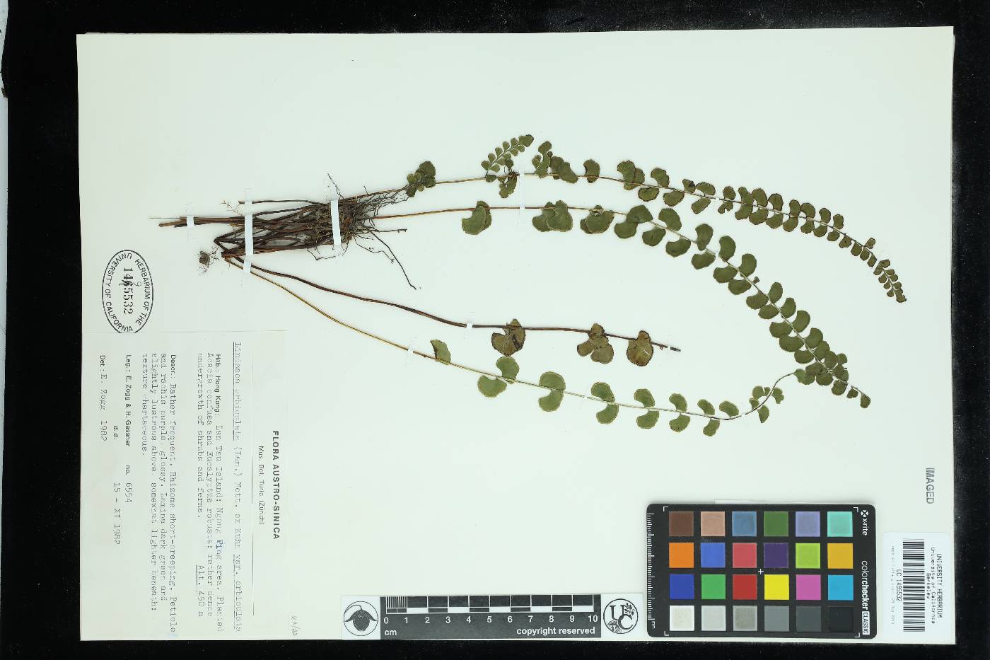 Lindsaea orbiculata var. orbiculata image
