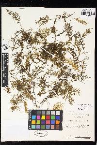 Polyphlebium hymenophylloides image