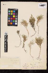 Selaginella bigelovii image