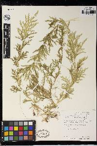 Selaginella horizontalis image