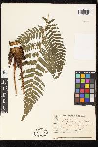 Cyathea atrovirens image