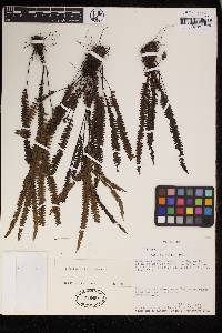 Lindsaea hemiptera image
