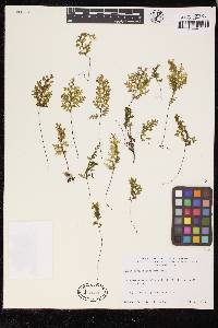 Hymenophyllum cuneatum image