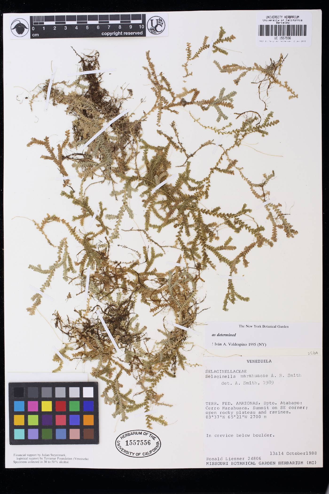 Selaginella marahuacae image