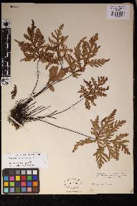 Doryopteris decipiens image