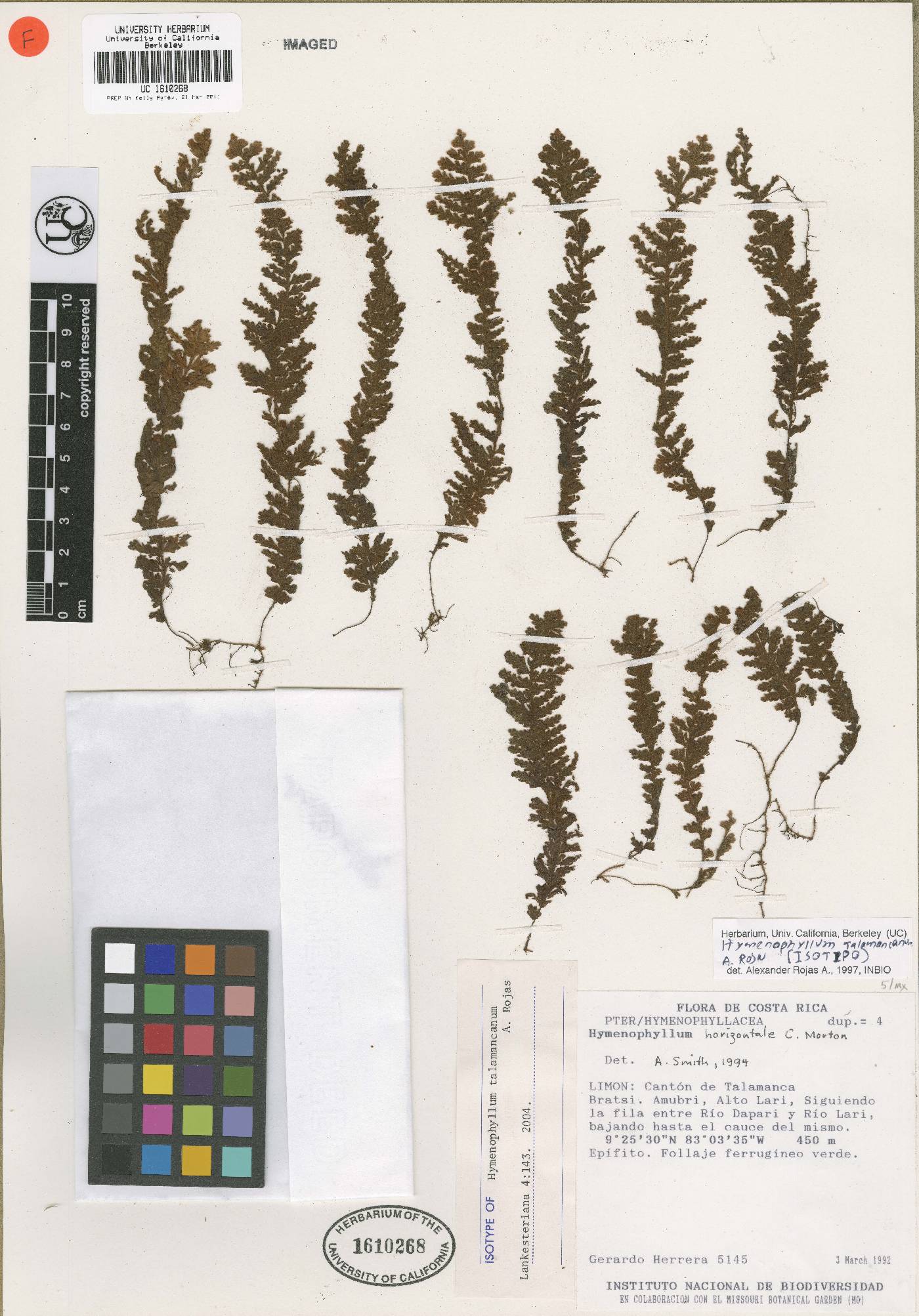 Hymenophyllum talamancanum image
