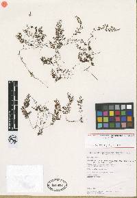 Image of Hymenophyllum assurgens