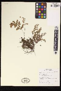 Adiantum capillus-veneris image