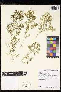 Selaginella silvestris image