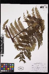 Cyathea portoricensis image