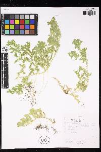 Selaginella silvestris image