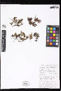 Hymenophyllum barbatum image