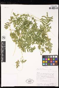 Selaginella myosurus image