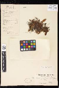 Hymenophyllum barbatum image