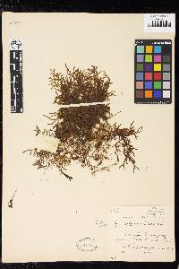 Hymenophyllum treubii image