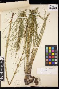 Equisetum fluviatile image