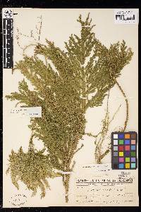 Selaginella hordeiformis image