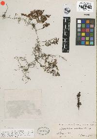 Image of Hymenophyllum axillare