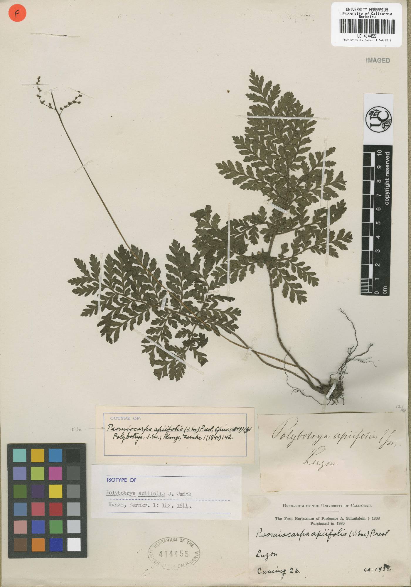 Psomiocarpa apiifolia image