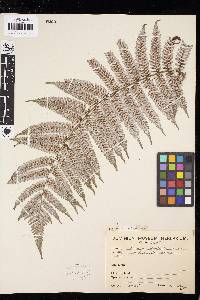 Alsophila tricolor image