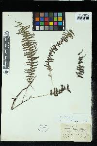 Lindsaea apoensis image