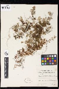 Hymenophyllum kuhnii image