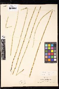 Equisetum fluviatile image