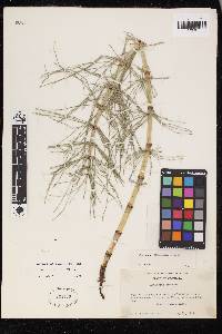 Equisetum telmateia image