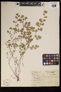 Adiantum capillus-veneris image