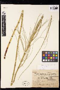 Equisetum fluviatile image