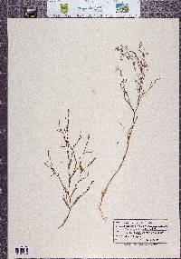 Gayophytum diffusum image