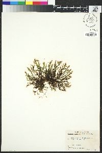 Image of Ceramium eatonianum