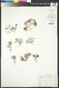 Image of Gymnogongrus leptophyllus