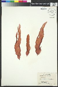 Image of Rhodoglossum californicum