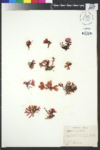 Image of Rhodymenia californica