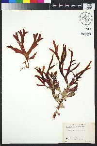 Image of Rhodymenia arborescens