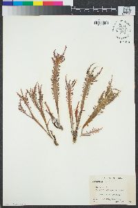 Image of Gigartina spinosa