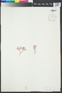 Image of Bossiella californica