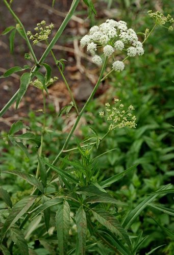 Cicuta douglasii image