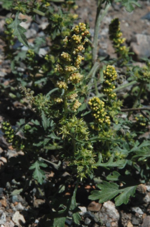 Ambrosia acanthicarpa image