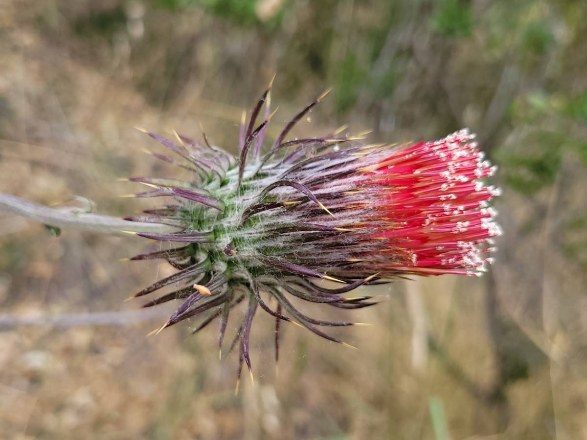 Cirsium occidentale var. venustum image