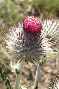 Cirsium occidentale image