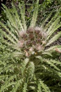 Image of Cirsium scariosum