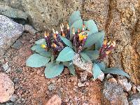 Image of Crepis nana