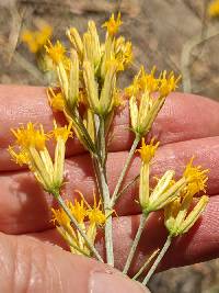 Ericameria nauseosa image