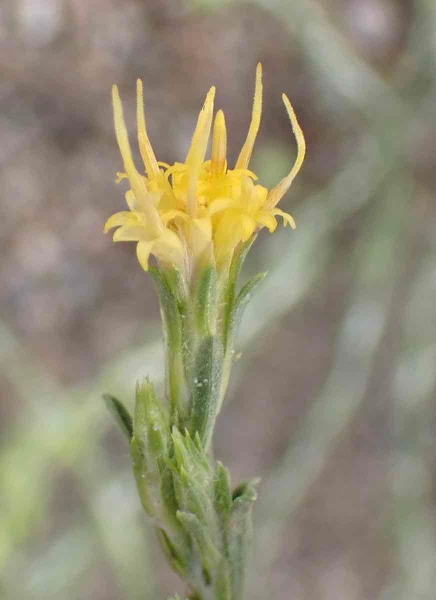 Ericameria parryi image