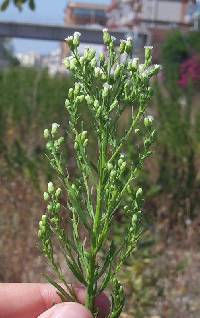 Image of Erigeron canadensis