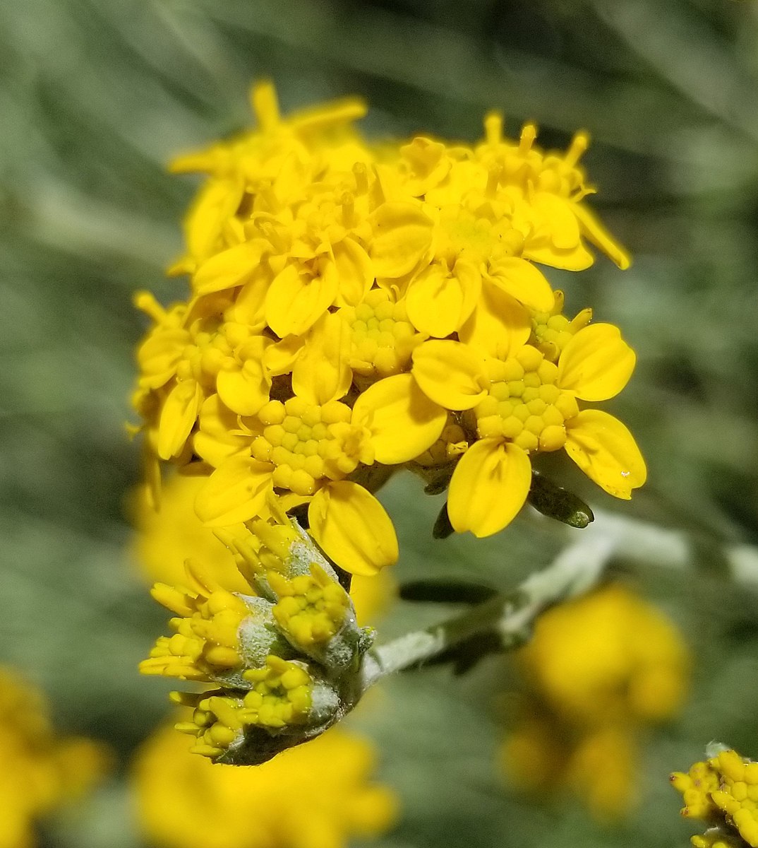 Eriophyllum confertiflorum image