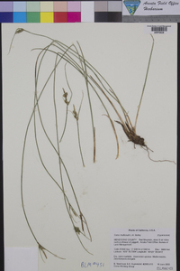 Carex multicaulis image